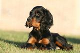 SETTER GORDON 029